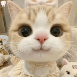 猫咪表情包动图
可爱的表情包
