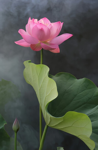 手机壁纸