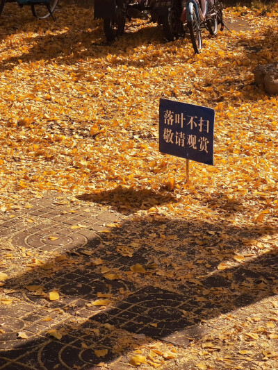 已经开始期待浪漫的秋天。 ​​​