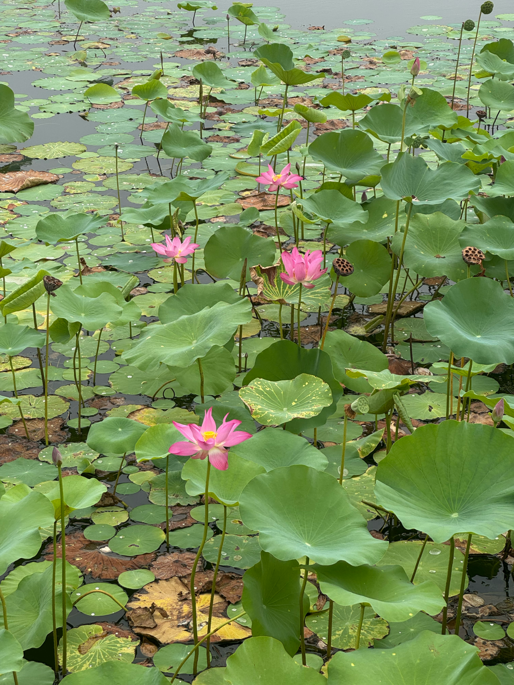 荷花
