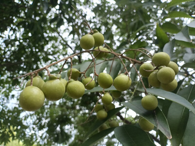 植物果实欣赏：无患子果实挂满枝头