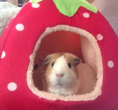 ♪(´ε｀ )