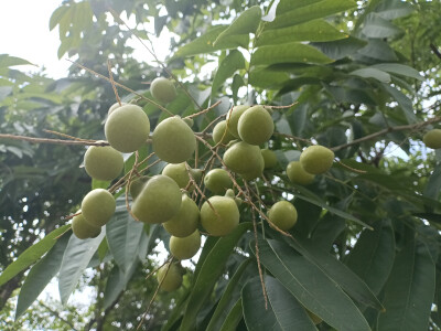 植物果实欣赏：无患子果实挂满枝头