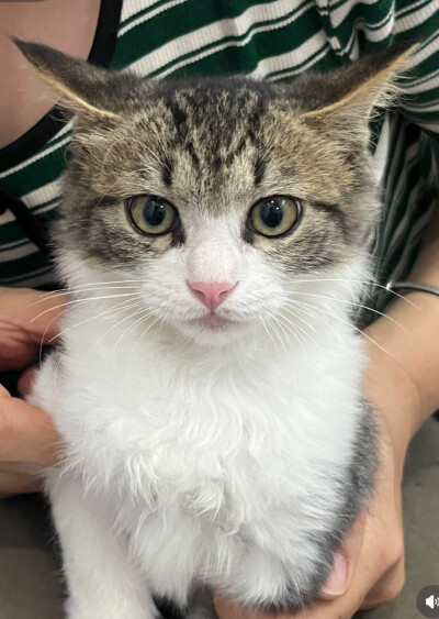猫咪