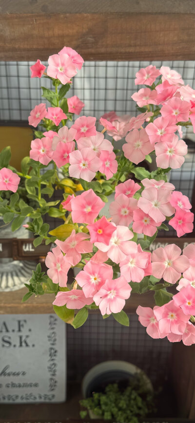 高能量壁纸合集 桃花旺旺