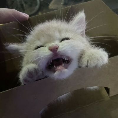 情头