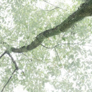 *水面掀起的漣漪是春的來信。