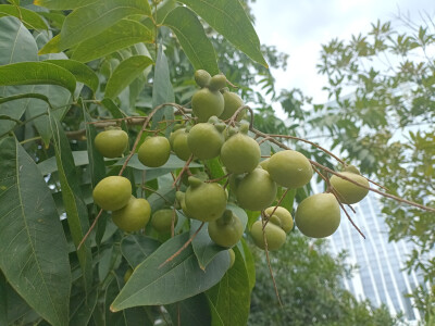 植物果实欣赏：无患子果实挂满枝头