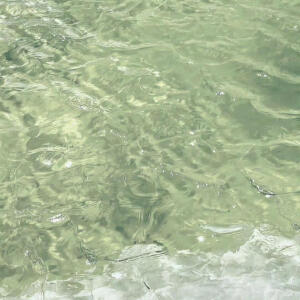 *水面掀起的漣漪是春的來信。