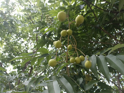 植物果实欣赏：无患子果实挂满枝头