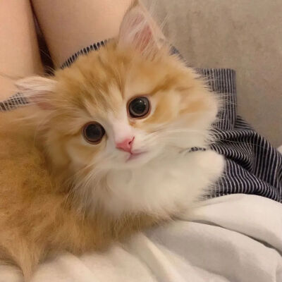 我是不会放弃收集这种图片的