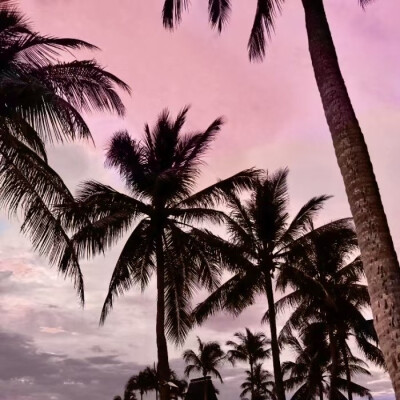 夏天夏天悄悄过去留下小猫咪