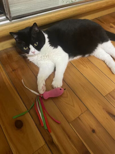 猫咪
