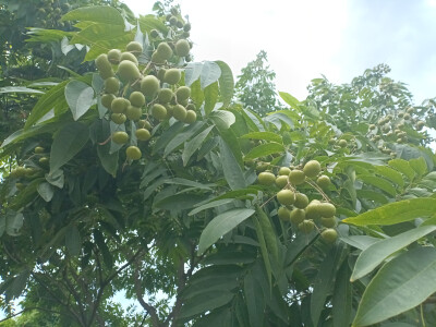 植物果实欣赏：无患子果实挂满枝头