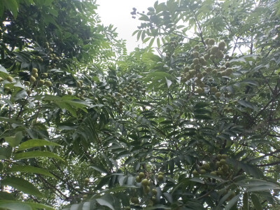 植物果实欣赏：无患子果实挂满枝头