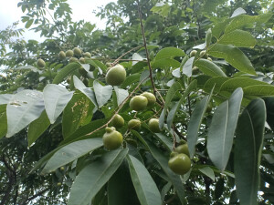 植物果实欣赏：无患子果实挂满枝头