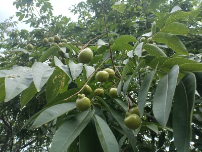 植物果实欣赏：无患子果实挂满枝头