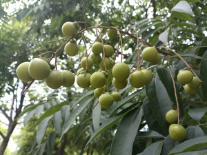 植物果实欣赏：无患子果实挂满枝头