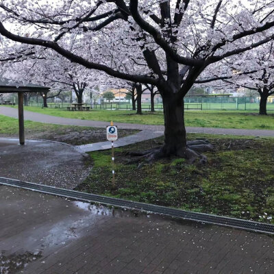 背景图｜风景背景图 朋友圈背景图 风景 鲜花 蝴蝶 云朵 ins