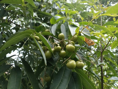 植物果实欣赏：无患子果实挂满枝头