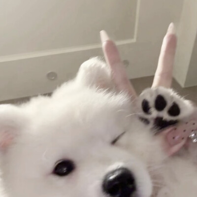 情头