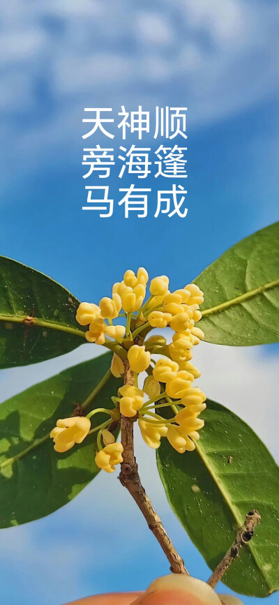 壁纸！！！