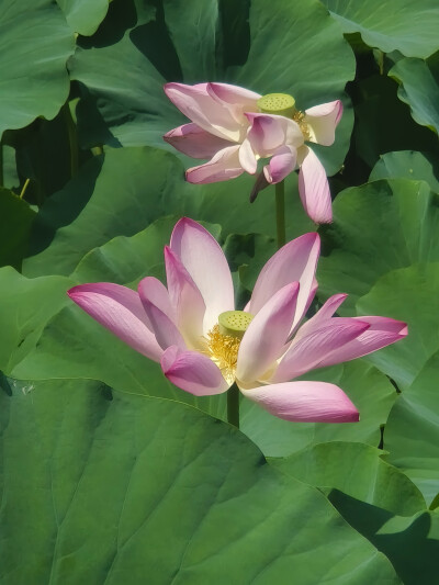 荷花 长风商务区2025.8.12