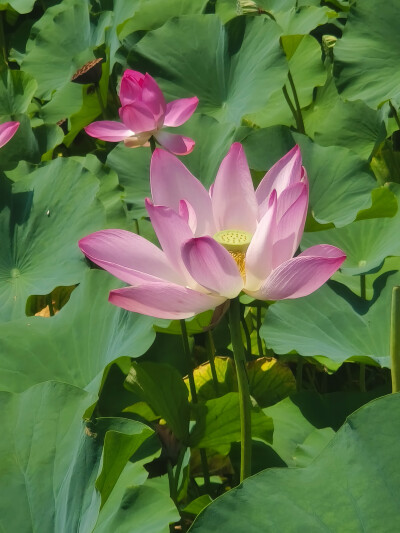 荷花 长风商务区2025.8.12