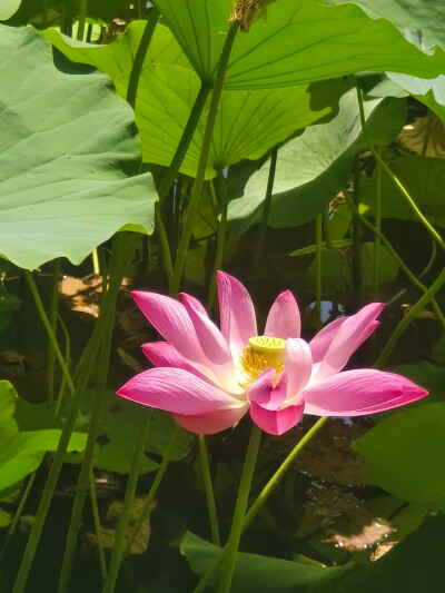 荷花 长风商务区2025.8.12