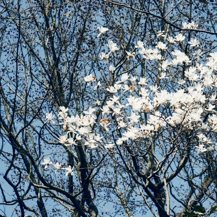 薛柏生日快乐≡ω≡