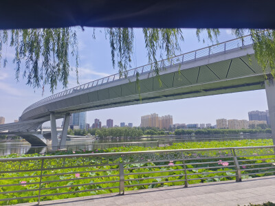长风商务区 荷花