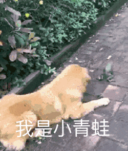 表情包
