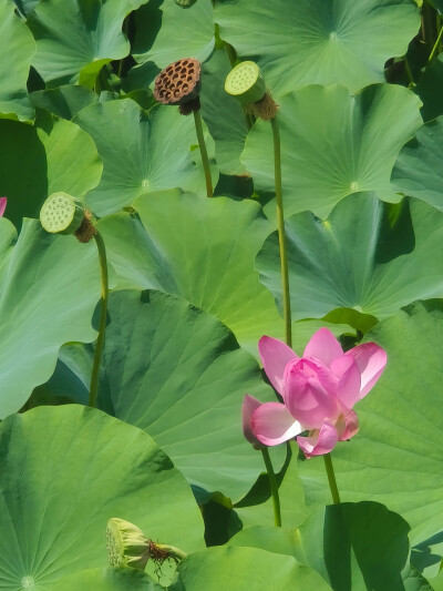荷花 长风商务区2025.8.12