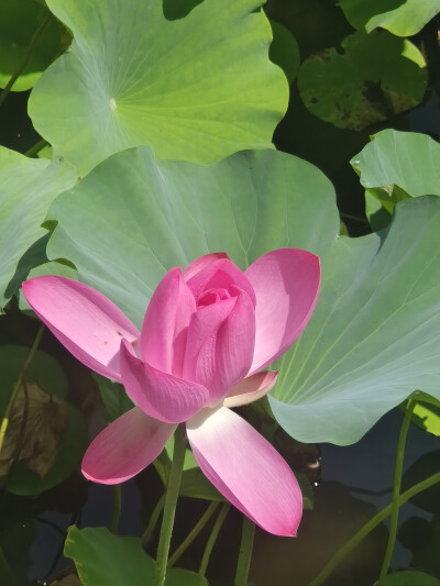 荷花 长风商务区2025.8.12