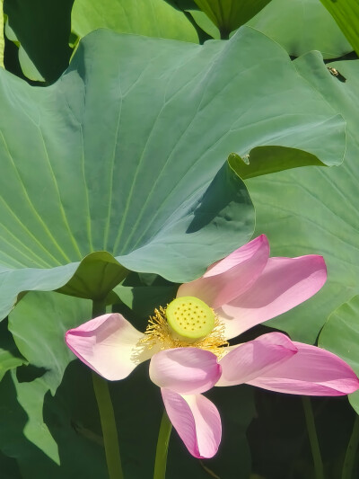 荷花 长风商务区2025.8.12