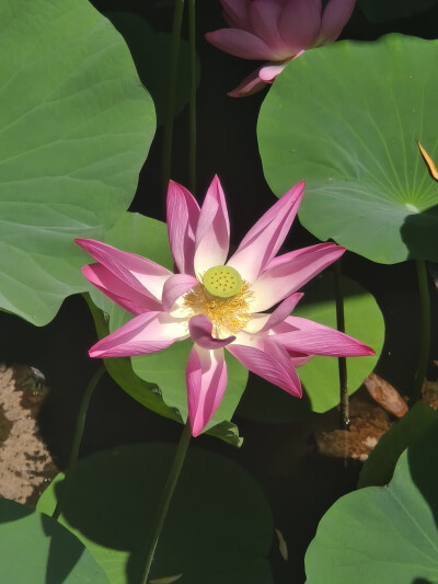 荷花 长风商务区2025.8.12