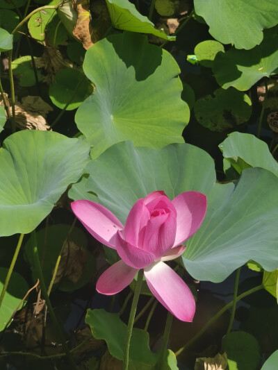 荷花 长风商务区2025.8.12