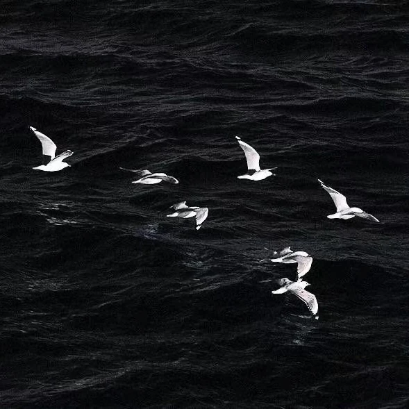 “国王游戏。I am king.”