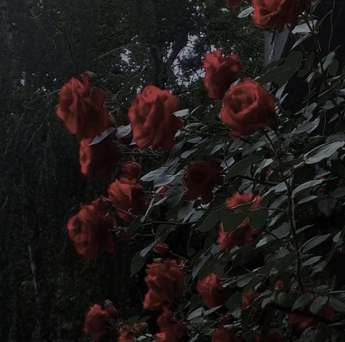 哇塞塞姜筱宝宝给的太美啦