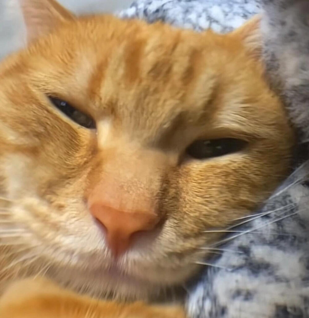 小猫发呆导致地球导致转动₍˄·͈༝·͈˄*₎◞ ̑̑