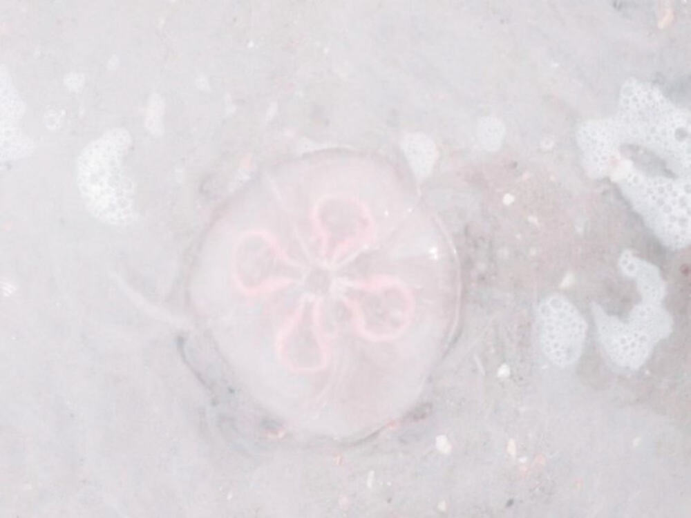 亲爱的藤井树小姐 山顶为你飘了一片雪