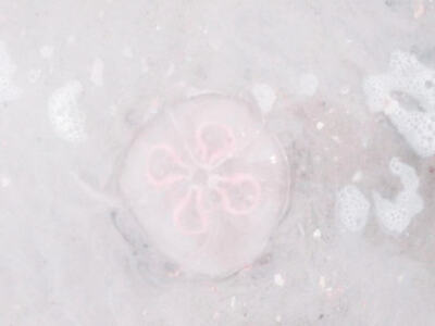 亲爱的藤井树小姐 山顶为你飘了一片雪