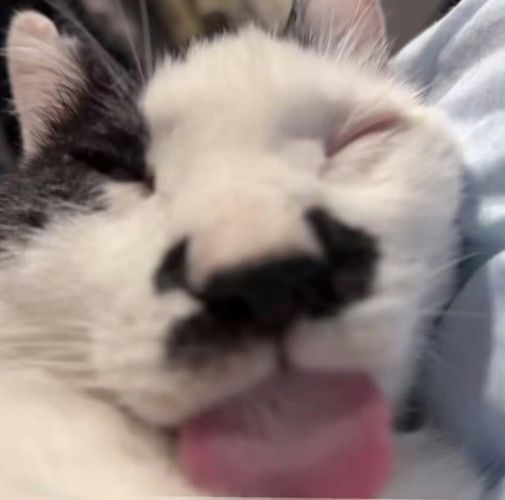 小猫发呆导致地球导致转动₍˄·͈༝·͈˄*₎◞ ̑̑