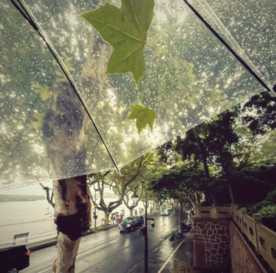  飞鸟远行 季节轮回 风雨迁转 