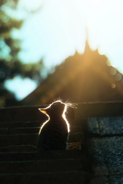 闪闪发光的猫咪