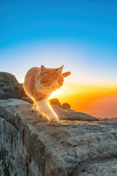 闪闪发光的猫咪