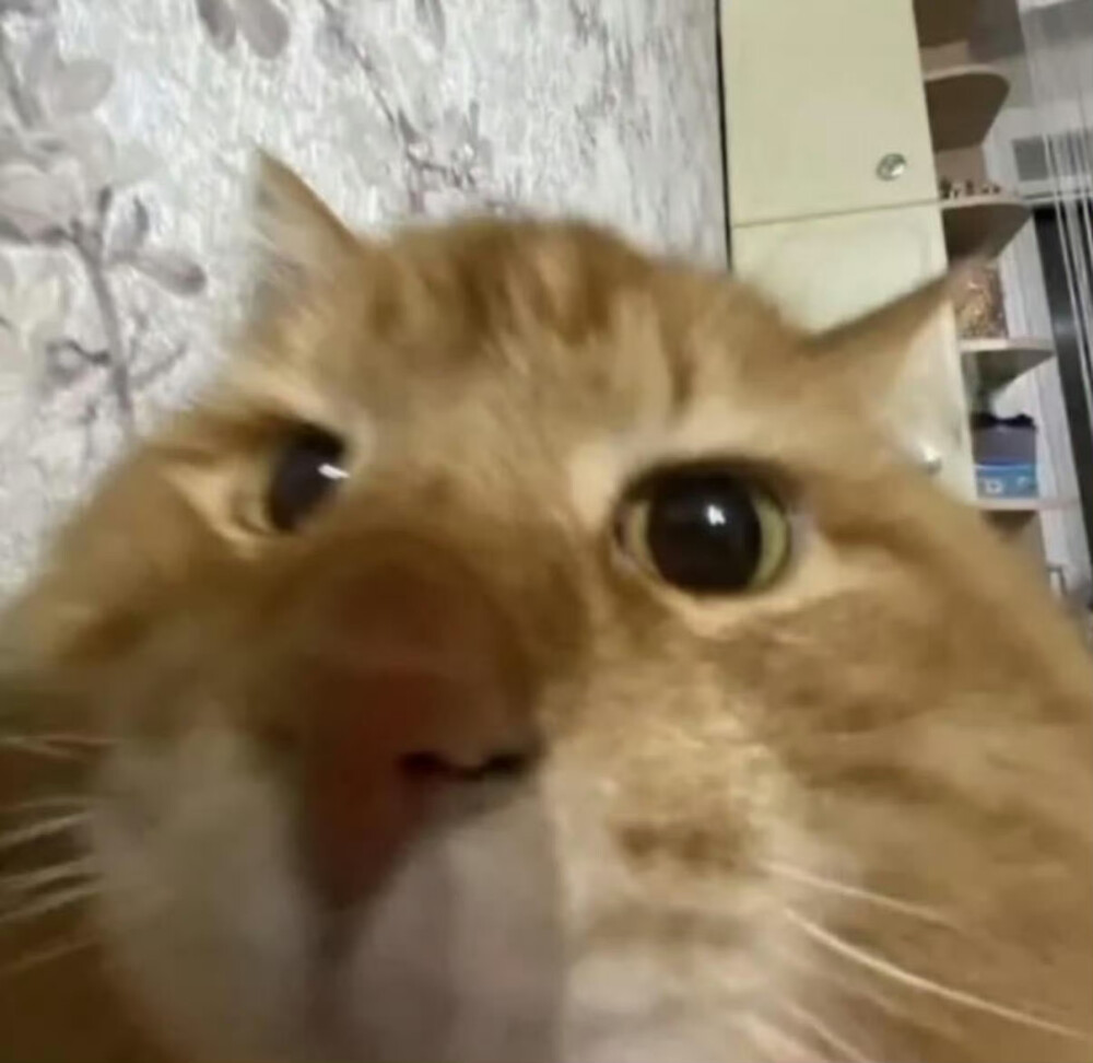 小猫发呆导致地球导致转动₍˄·͈༝·͈˄*₎◞ ̑̑