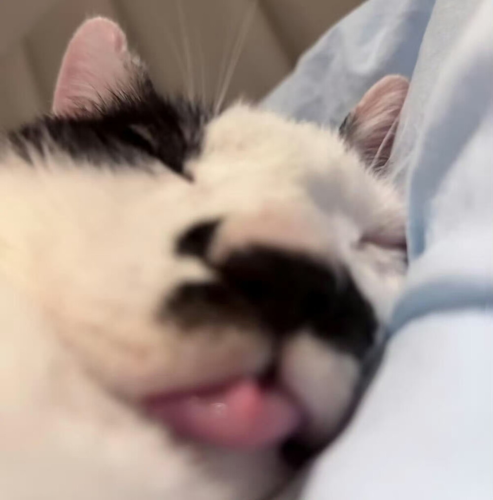 小猫发呆导致地球导致转动₍˄·͈༝·͈˄*₎◞ ̑̑