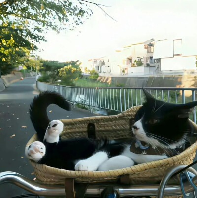 背景图