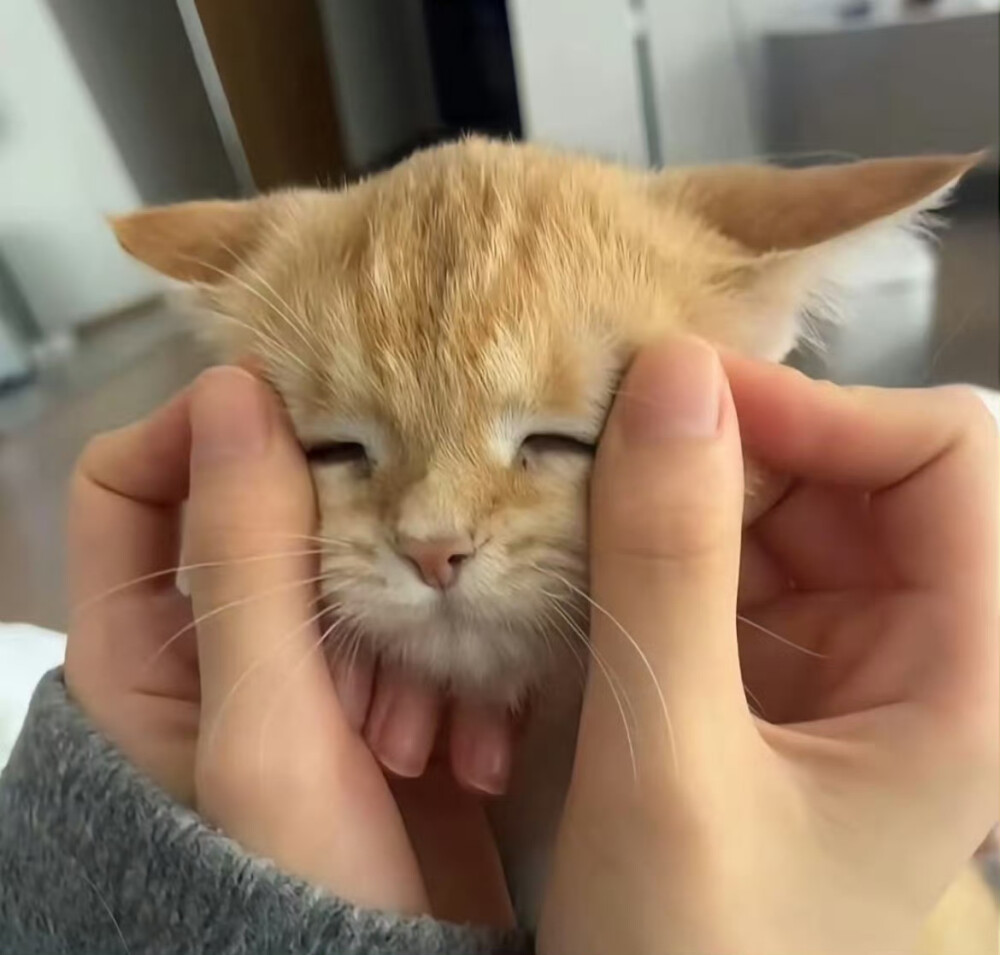 小猫发呆导致地球导致转动₍˄·͈༝·͈˄*₎◞ ̑̑